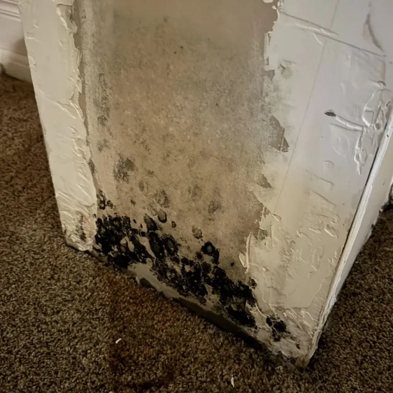 Professional Mold Removal in Providence, RI